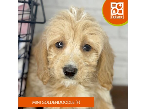Goldendoodle Mini – 3954