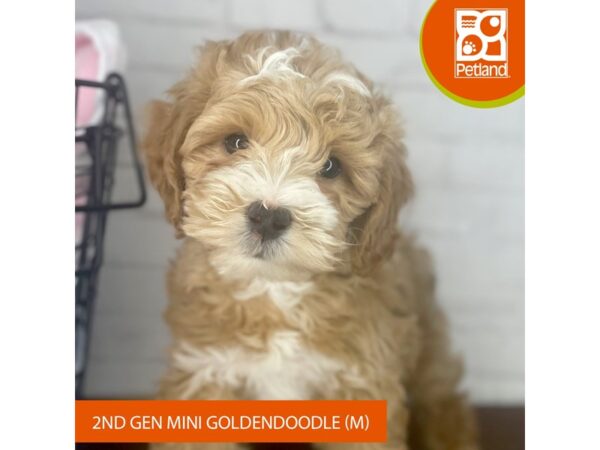 Goldendoodle Mini 2nd Gen – 3952