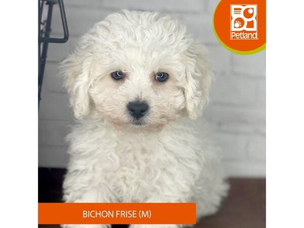 Bichon Frise – 3948