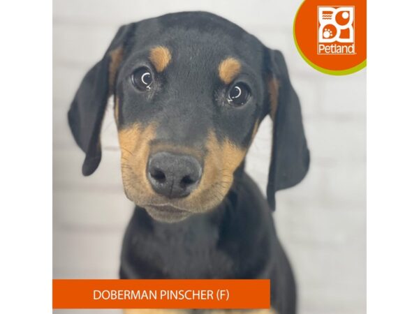 Doberman Pinscher – 3946