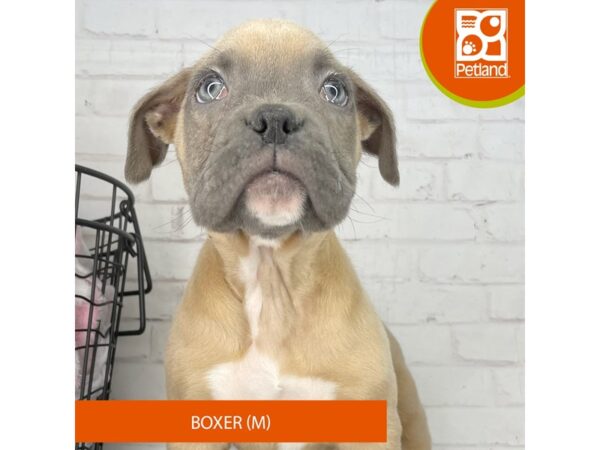 Boxer – 3930