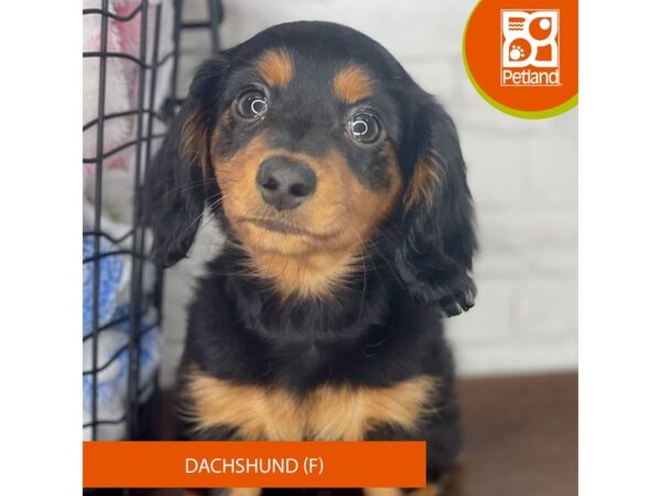 Dachshund – 3928