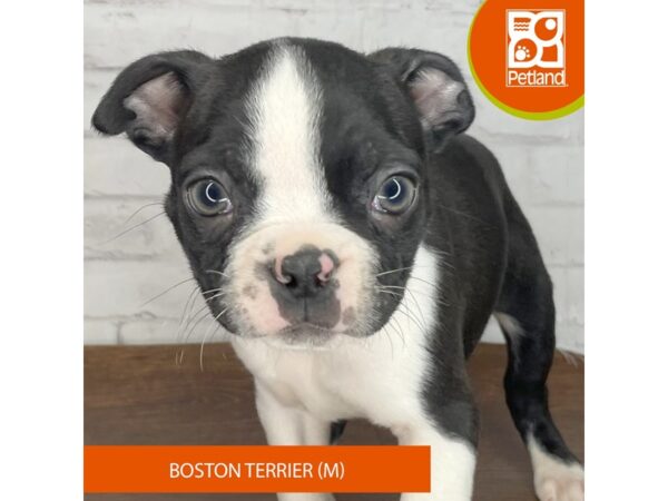 Boston Terrier – 3925