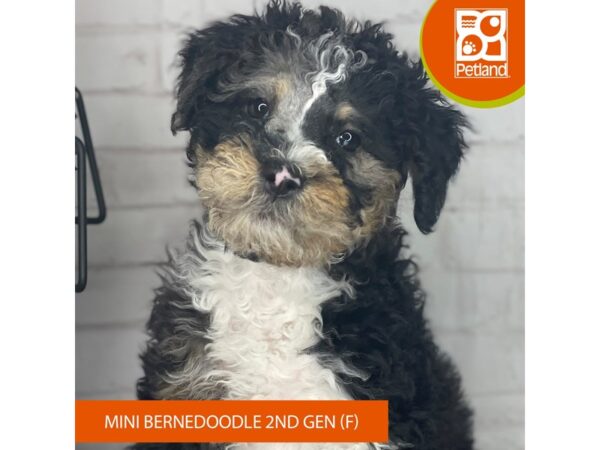 Bernedoodle Mini 2nd Gen – 3942