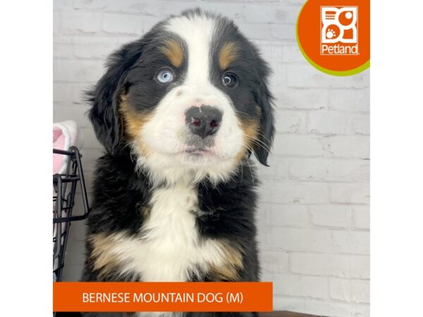 Bernese Mountain Dog – 3953