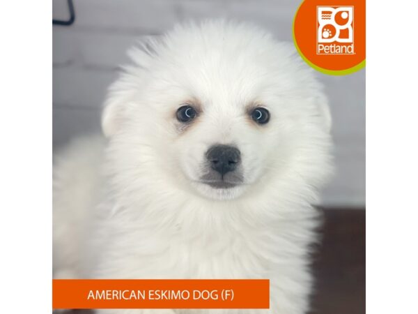 American Eskimo Dog – 3951