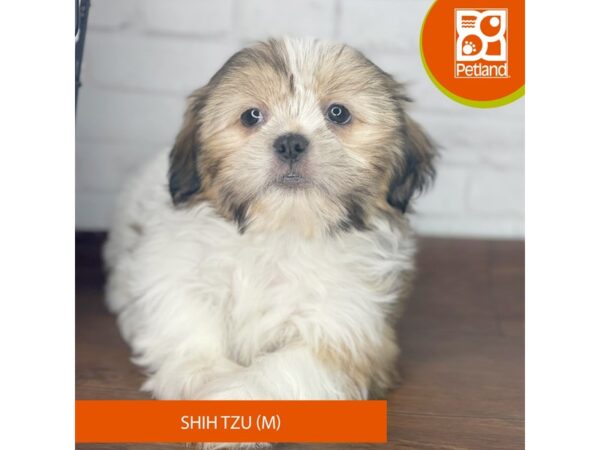 Shih Tzu – 3949
