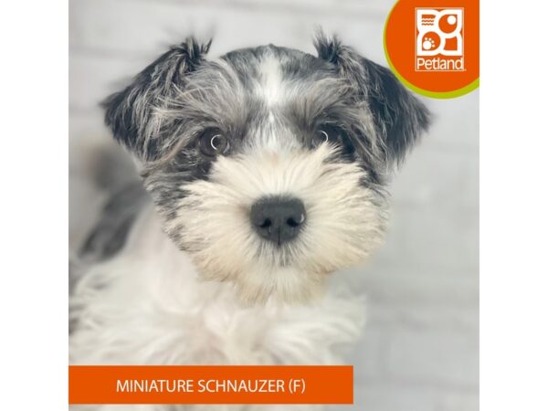 Miniature Schnauzer – 3945