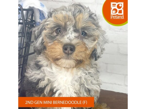 Bernedoodle Mini 2nd Gen – 3965