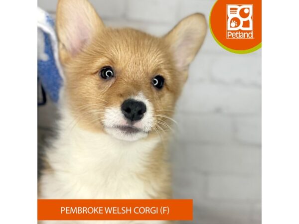 Pembroke Welsh Corgi – 3964