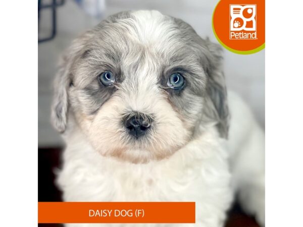 Daisy Dog – 3963
