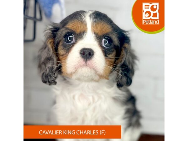 Cavalier King Charles Spaniel – 3961