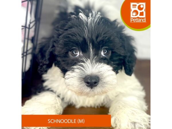 Schnoodle – 3960