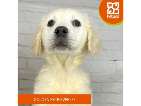 Golden Retriever – 3959