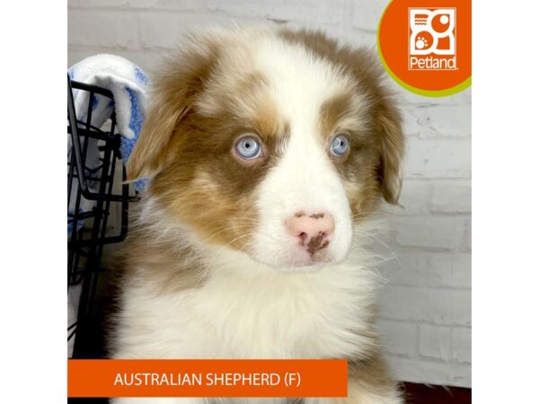 Australian Shepherd – 3957