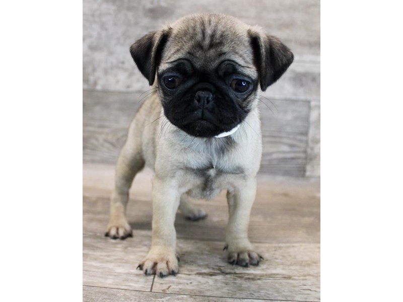 Pug Puppies For Sale Petland Florence, Kentucky