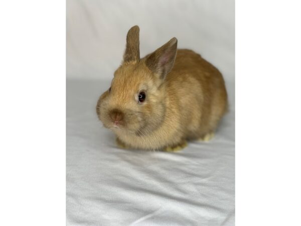 Petland sales rabbit prices