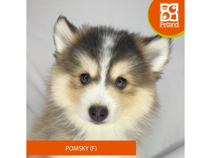 Petland pomsky best sale