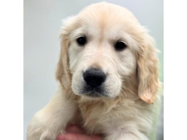 Golden Retriever – 4775